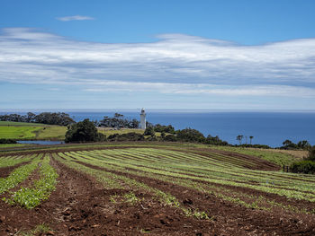 Scenic view of agricultural field against sky