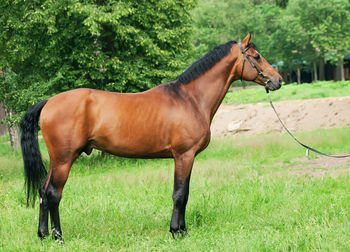 Horse on field