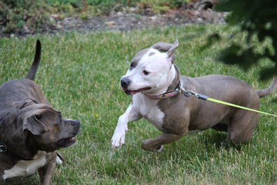 View of dogs on grassy field