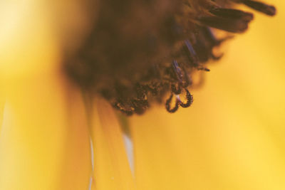 Close-up of insect on flower