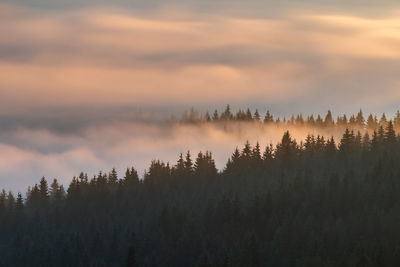 Panoramic view of forest against sky during sunset