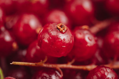 Close-up of fruits