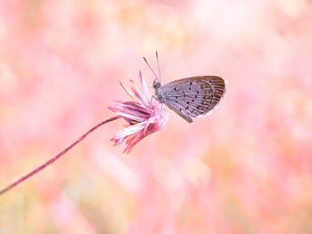 Close-up of butterfly on pink flower