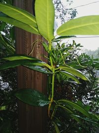 Close-up of a plant