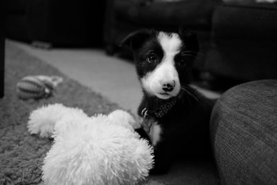 Close-up portrait of dog on sofa at home