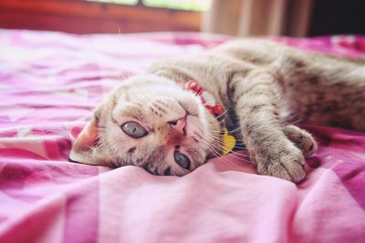 Cat lying on bed