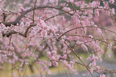 Close-up of pink cherry blossoms in spring