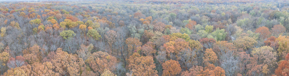 Full frame shot of trees in forest