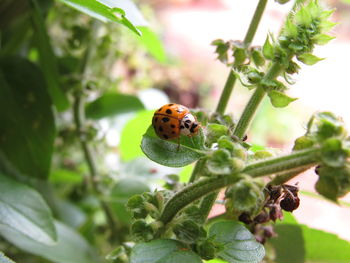 Close-up high angle view of ladybug on leaf