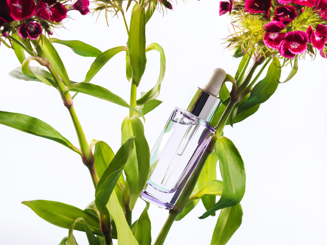 CLOSE-UP OF FLOWERING PLANT IN GLASS BOTTLE