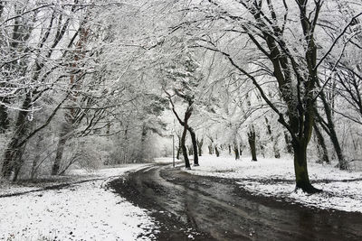 Road amidst bare trees during winter