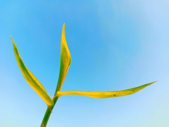 Low angle view of yellow flowering plant against clear blue sky