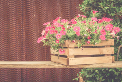 Close-up of pink flowering plants