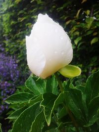 Close-up of white flowers