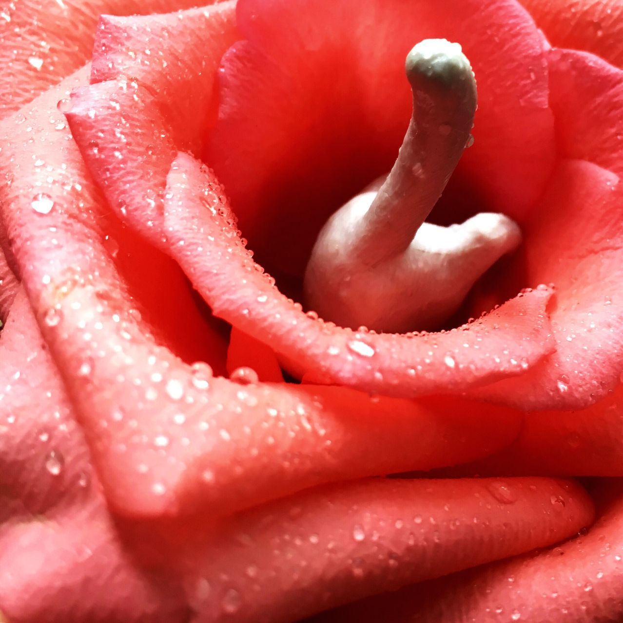 red, close-up, full frame, freshness, backgrounds, fragility, nature, no people, beauty in nature, flower head, water, outdoors, day