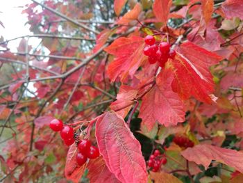 Close-up of red maple leaves on branch