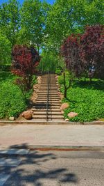 Footpath amidst trees in park