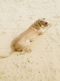 High angle view of dog resting on sand