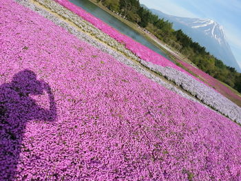 High angle view of pink umbrella on road