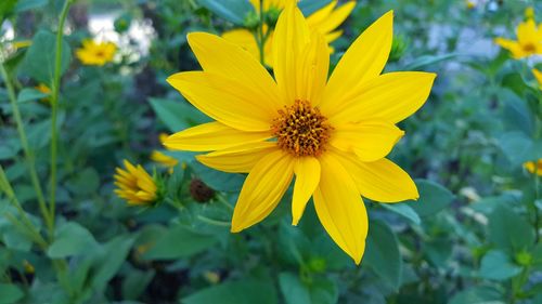 Close-up of yellow flowers