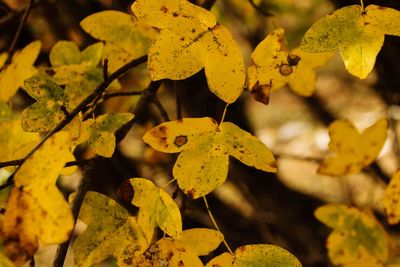 Close-up of yellow autumn leaves