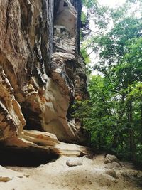 Low angle view of rocks in forest