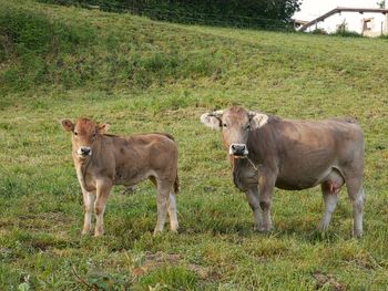 Portrait of cows on field