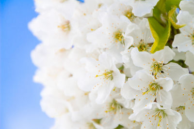 Close-up of white cherry blossoms