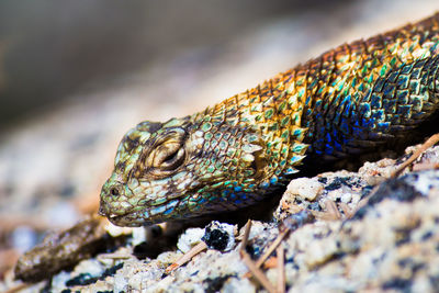 Close-up of lizard on rock