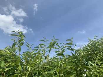 Low angle view of plants growing on field against sky