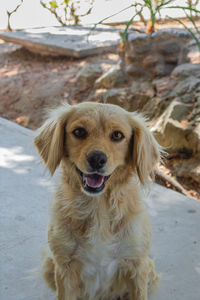 Portrait of cute dog