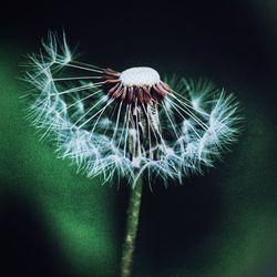 Close-up of dandelion against black background