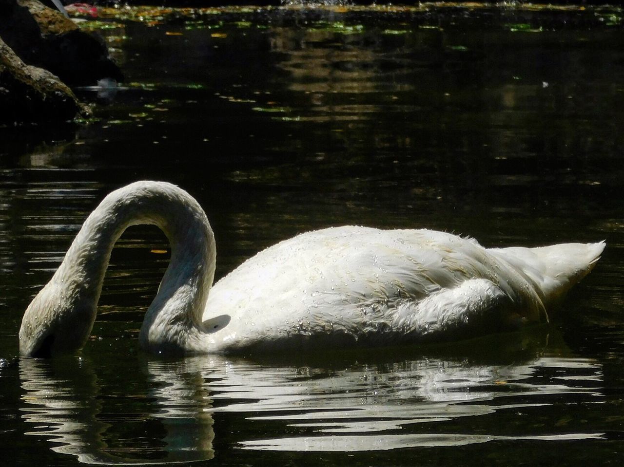 SWAN FLOATING IN LAKE