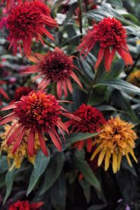 Close-up of red flowering plant