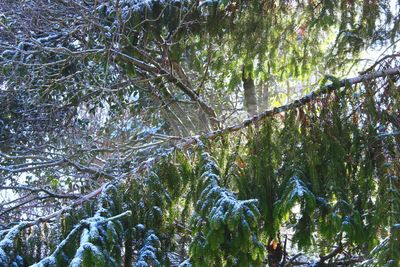 Low angle view of bamboo trees in forest