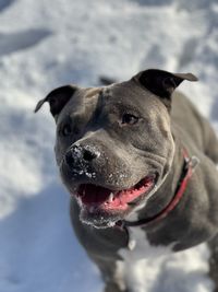 Close-up portrait of a dog