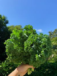 Cropped image of person holding plant against clear sky