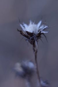 Close-up of wilted plant against sky