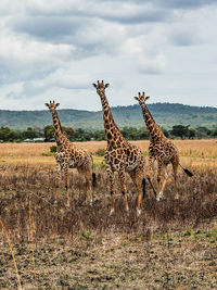 Wild african giraffes in mikumi national park in tanzania in africa on safari