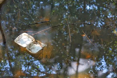 Close-up of leaves in water