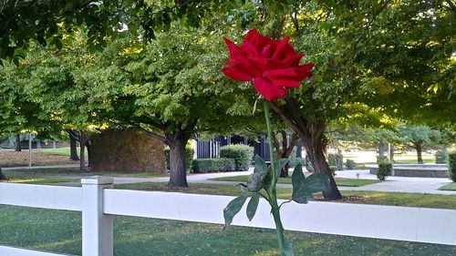 Close-up of red flowers blooming in park