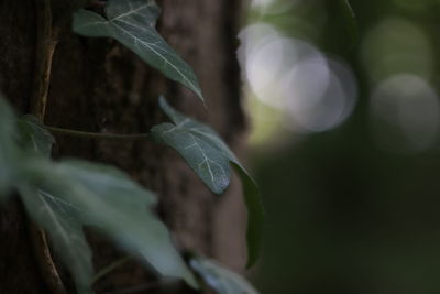 Close-up of fresh green leaves