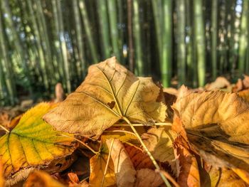 Close-up of autumn leaves on tree