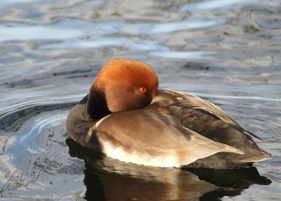 High angle view of duck swimming in lake