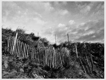 Trees on landscape against sky