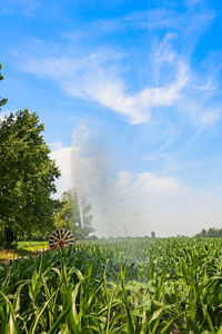 Scenic view of grass against sky