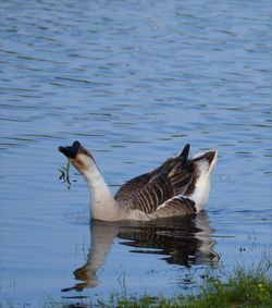 Ducks swimming in lake