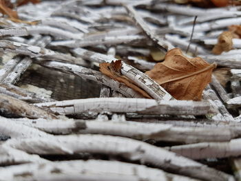 Close-up of frozen leaf during winter