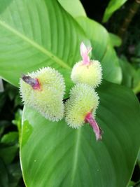 Close-up of pink flower