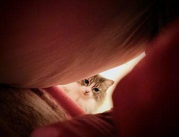 Portrait of cat sitting on sofa at home